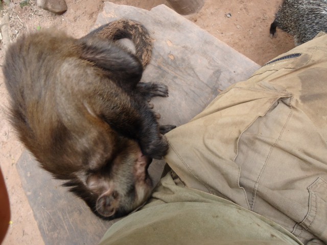 Machin monkey, animal rescue center Cerelias, Peru
